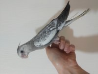 Sultan Papağanı Yavru 2 Aylık