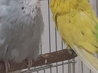 Sahiplendirilecek muhabbet kuşu