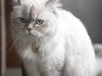 British longhair sakız kızımız ilk gelen alır