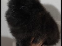 Pomeranian Black Erkek