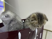 Uygun puanlı pamuk şeker scottish fold