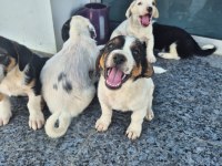 Ücretsiz sahiplendirme köpekler
