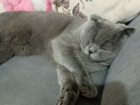 10 aylık erkek scottish fold