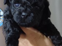 SOLİD BLACK MİNİ POODLE YAVRULAR