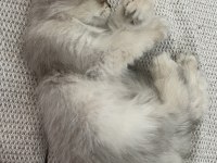 2 aylık erkek british longhair yavrumuz