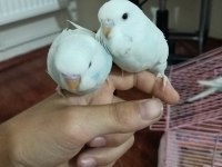 İkiz yavru muhabbet kuşları evcil