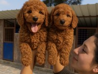 Dev poodle çok şirin yavrular ruhsatlı çiftlik 