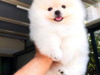 Irk Ve Sağlık Garantili Pomeranian Boo Bebekler