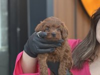 Şirin poodle bebekler