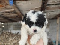 Maltese terrier yavrular