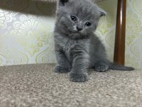 1 aylık kediler scottish fold
