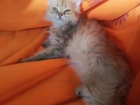 Full şecereli sevgi delisi kucak kedisi