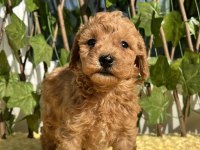 Tüy Dökmez Koku Yapmaz Poodle Yavrular