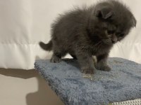 Scottish fold yavru