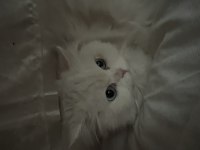Dişi British Longhair 1,5 Yaşında