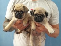 DÜNYA TATLISI PUG YAVRULARI