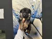 Alman Kurdu Köpeği Yavruları