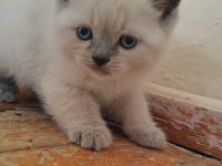 British shorthair yavrular teslime hazır