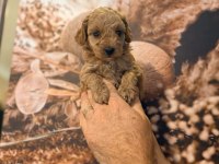 BAL POODLE ÇOCUKLAR