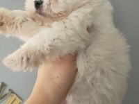 Maltese bebekler