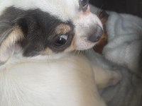 Şivava köpeğimizi çiftleştirmek İçin damat arıyoruz