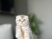 SCOTTISH FOLD YAVRULARIM 