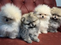Ankaranın en kaliteli pomeranian yavruları