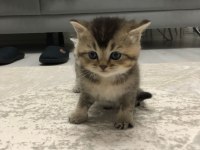 25 Nisan doğumlu british shorthair yavrularım