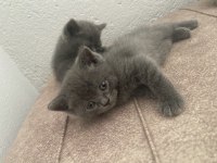British Shorthair 2 Tane Yavrumuz