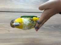 9 aylık portakal kafa caique