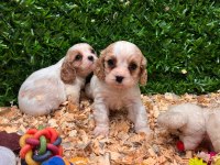 Burkemden A kan cavalier king charles yavruları
