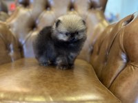 TEA CUP VE MİKRO TEA CUP POMERANİAN BOO YAVRULARIMIZ