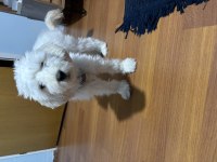 Ücretsiz tatlılar tatlısı maltipoo