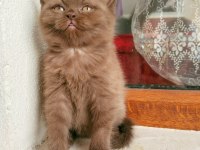 Safkan ayı surat CİNNEMON british shorthair disi