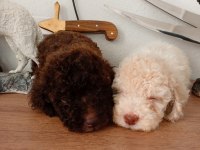 Poodle Güzellikler