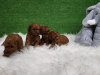 Bizimle iletişime geçmeden karar vermeyin poodle