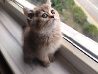 Golden Ny25 British Shorthair Dişi Yavru