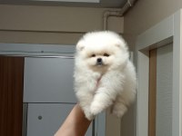 3 aylık erkek üst kalite orijinal pomeranian boo