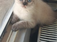 Minik british shorthair patiler