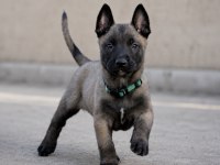 Safkan Belçika Malinois Yavruları