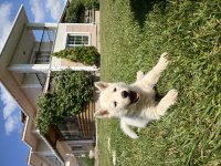 Dişi ve Erkek Husky Yavruları 1 Aylık