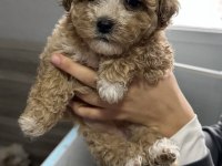 En özel Maltipoo bebekleri 