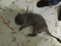 scottish fold