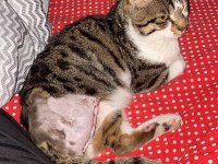 DEPREMZEDE KEDİ