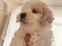 Sevimli Cins Köpekler