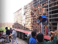 Ücretsiz kargo kapıda ödeme Lohman Brown Tindet Ataks
