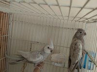 YAVRU GARANTİ Lİ SULTAN PAPAĞANI ÇİFTLER