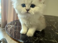 Orjinal ırk british longhair