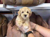 MALTİPOO BABYFACE YAVRULARIMIZ