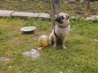 Evde çocuk olduğu için veriyoruz pug